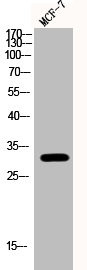 Anti-Phospho-RPA2 (S33)