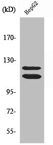 Anti-HDAC5