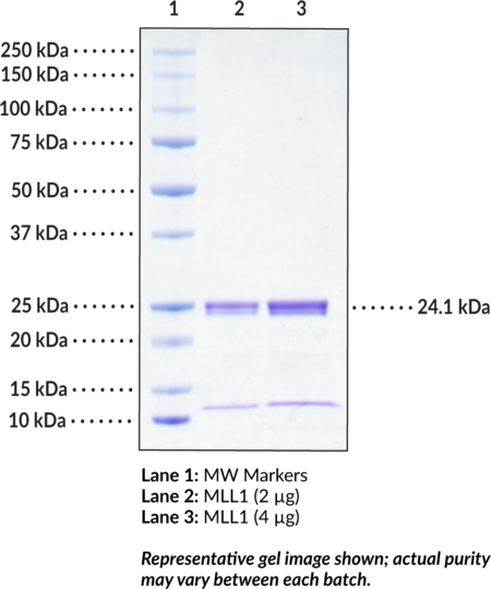 MLL1 (human recombinant)