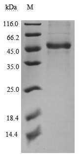 Tumor necrosis factor ligand superfamily member 14 (TNFSF14), partial, Biotinylated (Active), human,