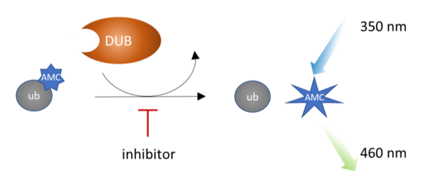 USP2 Inhibitor Screening Assay Kit