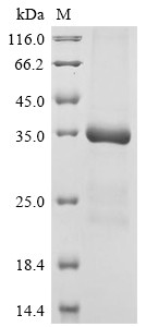 Protein-lysine 6-oxidase (Lox), mouse, recombinant