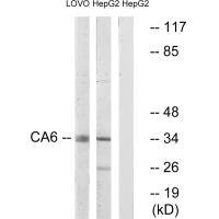 Anti-CA6