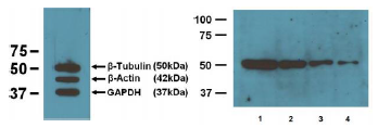 Anti-beta-Tubulin (BT7R)