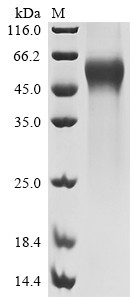 Membrane cofactor protein (CD46), partial, human, recombinant