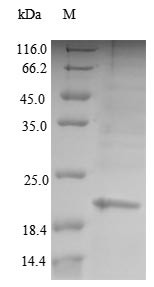 Glycodelin (PAEP), human, recombinant