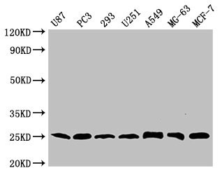 Anti-CD9 Monoclonal, clone 1E8H1