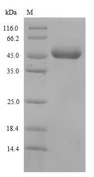 Leukocyte immunoglobulin-like receptor subfamily B member 3 (Lilrb3), partial, mouse, recombinant