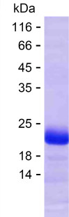 GRIN2B (human), recombinant protein