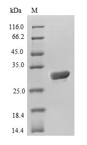 Green fluorescent protein (GFP), Aequorea victoria, recombinant