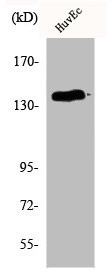 Anti-Phospho-NOS3 (S1177)