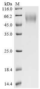 Poliovirus receptor (PVR), partial, human, recombinant