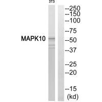 Anti-MAPK10