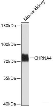 Anti-CHRNA4