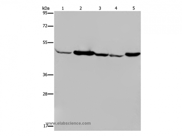 Anti-IDH2