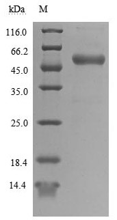 T-cell antigen CD7 (CD7), partial (Active), human, recombinant