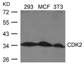 Anti-CDK2 (Ab-160)