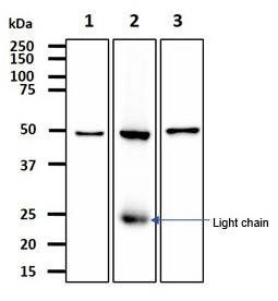 Anti-ALDH2, clone 2C10