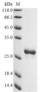 Hypoxanthine-guanine phosphoribosyltransferase (HPRT1), human, recombinant