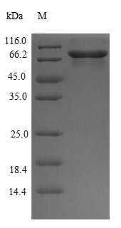 Glucose-6-phosphate isomerase (Gpi), mouse, recombinant