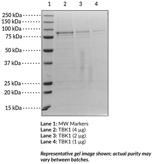 TBK1 (human, recombinant)