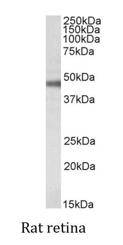 Anti-ATP1B1, Internal