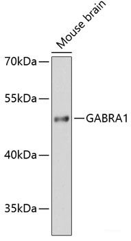 Anti-GABRA1
