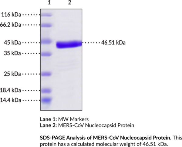 Anti-MERS-CoV Nucleocapsid Protein (recombinant)