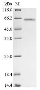 Catalase (CAT), partial, dog, recombinant