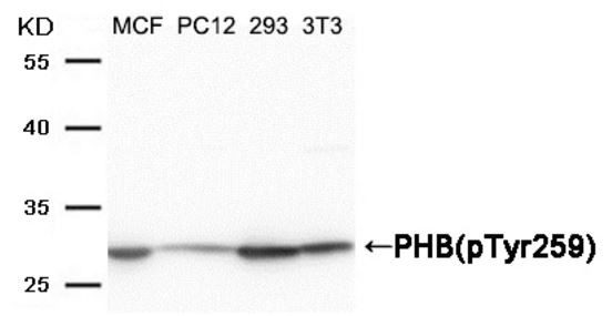 Anti-phospho-PHB (Tyr259)