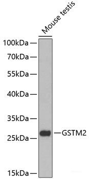 Anti-GSTM2