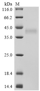 Tumor necrosis factor receptor superfamily member 17 (TNFRSF17), partial, Biotinylated, human, recom