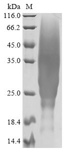 Interleukin-13 (IL13), Equus caballus, recombinant