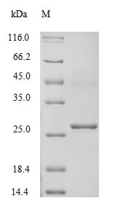 Potassium-transporting ATPase subunit beta (ATP4B), partial, human, recombinant