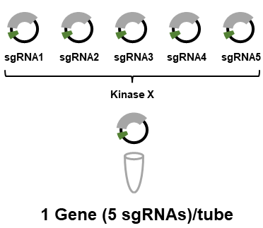 CRISPR/Cas9 Kinase Knockout Lentivirus Library (Array Format)