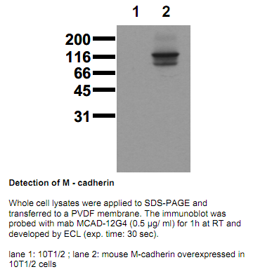 Anti-M-Cadherin (mouse), extracellular domain, clone 12G4