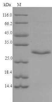 Tryptase beta-2 (TPSB2), human, recombinant