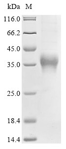 Clusterin (CLU), human, recombinant