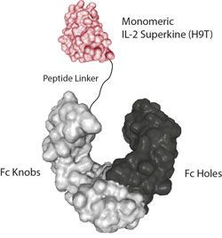 IL-2 (human) Superkine H9T (monomeric):Fc-KIH (human) (rec.)