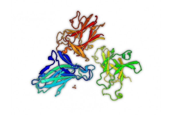 Protein A sepharose