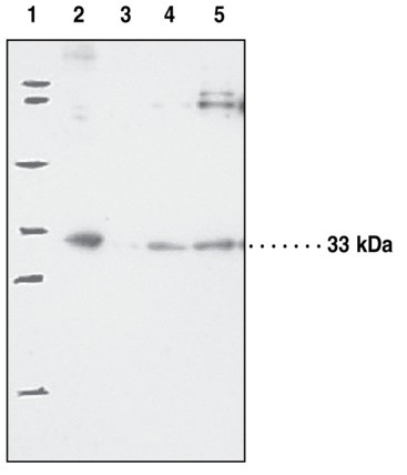 Anti-Prostaglandin E synthase 2