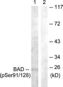 Anti-Phospho-BAD (Ser91/128)