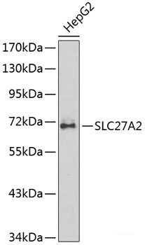 Anti-SLC27A2