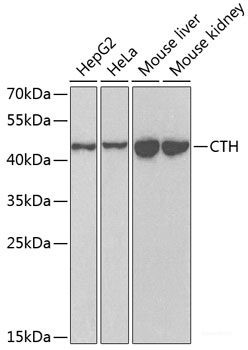 Anti-CTH