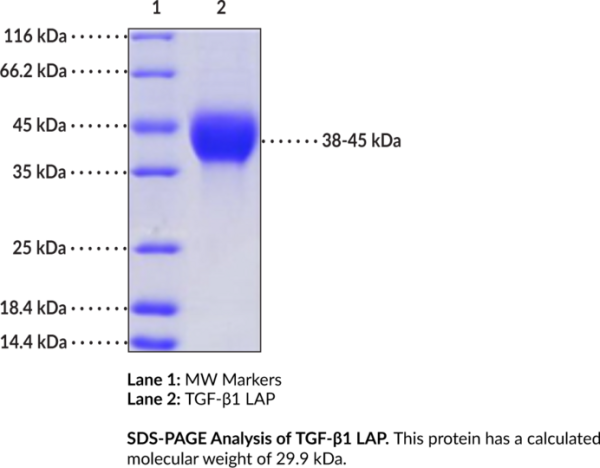 TGF-beta1 LAP (human, recombinant)