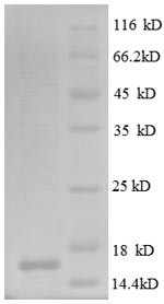 Neural cell adhesion molecule L1 protein (L1CAM), partial, human, recombinant