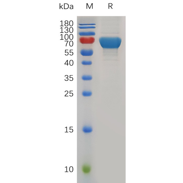 Mouse OX40 Protein, hFc Tag