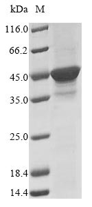 DNA-dependent protein kinase catalytic subunit (dnapkcs), partial, Dictyostelium discoideum, recombi