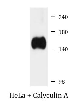 Anti-phospho-MYPT1 (Ser668)