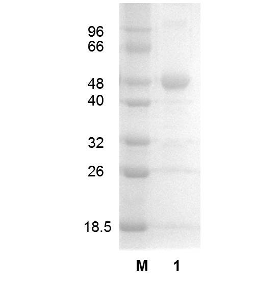 Glutathione reductase (EC 1.8.1.7), Escherichia coli